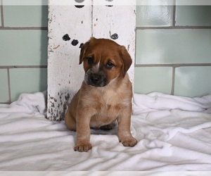 Australian Cattle Dog Puppy for sale in MILLERSBURG, OH, USA