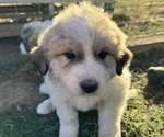 Puppy Blue Collar Great Pyrenees