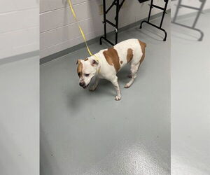 Mutt Dogs for adoption in St. Cloud, FL, USA