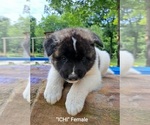 Small Photo #1 Akita Puppy For Sale in ELLINGTON, MO, USA