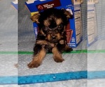 Small Photo #237 Yorkshire Terrier Puppy For Sale in AKRON, OH, USA