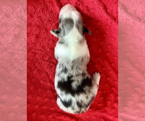 Medium Photo #3 Australian Shepherd Puppy For Sale in LODA, IL, USA
