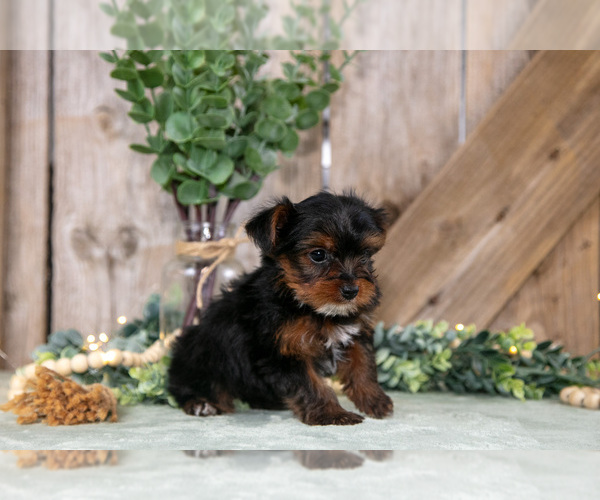 Medium Photo #2 Yorkshire Terrier Puppy For Sale in GREENWICH, OH, USA