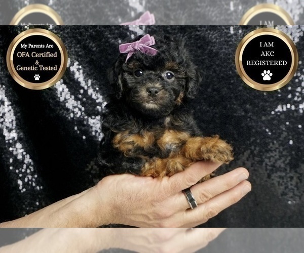 Medium Photo #35 Poodle (Miniature) Puppy For Sale in WARSAW, IN, USA