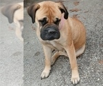 Small #18 Bullmastiff