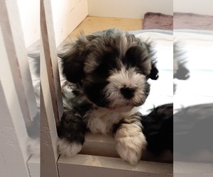 Havanese Puppy for sale in VERNONIA, OR, USA