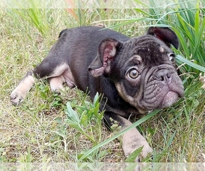 French Bulldog Dog for Adoption in EASTON, Pennsylvania USA