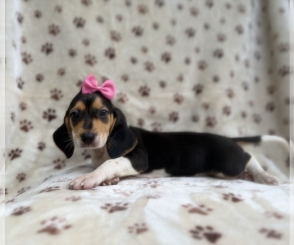Medium Photo #3 Beagle Puppy For Sale in LAKELAND, FL, USA
