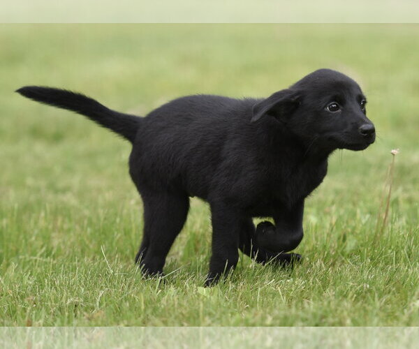 Medium Photo #6 Borador Puppy For Sale in Mechanicsburg, PA, USA