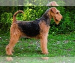 Small Photo #1 Airedale Terrier Puppy For Sale in Kisela Voda, Kisela Voda, Macedonia