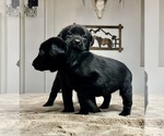 Small Photo #6 Labrador Retriever Puppy For Sale in GINTER, PA, USA