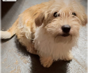 Hava-Apso-Shih Tzu Mix Dog for Adoption in MAHWAH, New Jersey USA