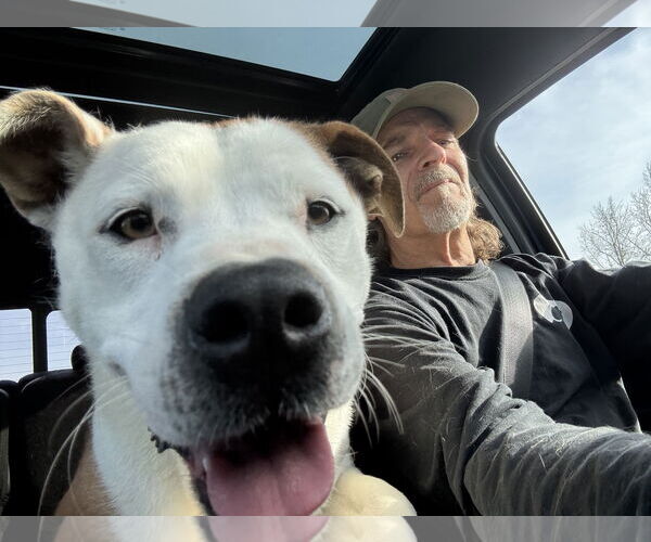 Medium Photo #5 Bulldog-Labrador Retriever Mix Puppy For Sale in Tarrytown, GA, USA