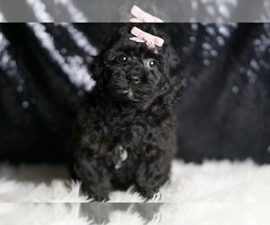 Poodle (Toy) Puppy for sale in WARSAW, IN, USA