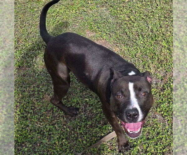 Medium Photo #4 Staffordshire Bull Terrier Puppy For Sale in Ocala, FL, USA