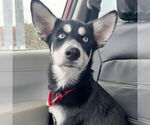 Small #6 Siberian Husky Mix