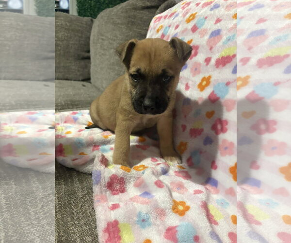 Medium Photo #3 German Shepherd Dog-Unknown Mix Puppy For Sale in Holly Springs, NC, USA