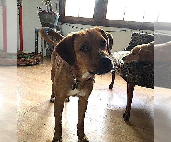 Medium Photo #3 Mountain Cur-Unknown Mix Puppy For Sale in Union, WV, USA