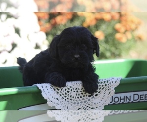 ShihPoo Puppy for sale in CENTRALIA, IL, USA