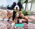 Puppy Diana Bernese Mountain Dog