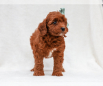 Small #3 Cavapoo (Miniature)-Poodle (Toy) Mix