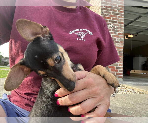 Medium Photo #2 Dachshund Puppy For Sale in Oakhurst, NJ, USA