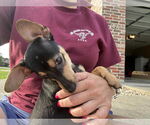 Small #1 Dachshund