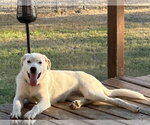Fig - Female Great Pyrenees Dog for Adoption - Small photo