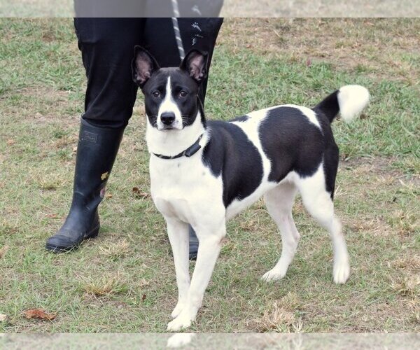 Medium Photo #2 Canaan Dog-Pointer Mix Puppy For Sale in Anniston, AL, USA