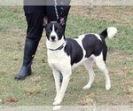 Small #1 Canaan Dog-Pointer Mix