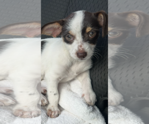 Chihuahua-Unknown Mix Dogs for adoption in Royal Palm Beach, FL, USA
