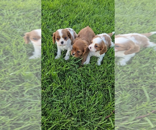 Medium Photo #1 Cavalier King Charles Spaniel Puppy For Sale in JASONVILLE, IN, USA