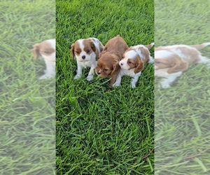 Cavalier King Charles Spaniel Puppy for sale in JASONVILLE, IN, USA