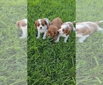 Image preview for Ad Listing. Nickname: Litter of 3