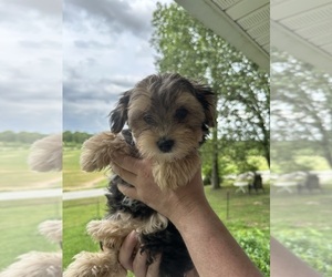 Morkie Litter for sale in BOWLING GREEN, KY, USA