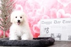 Small Photo #5 Bichon Frise Puppy For Sale in BEL AIR, MD, USA