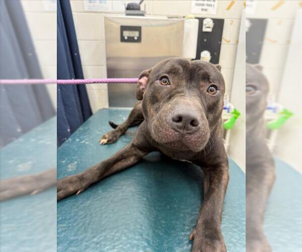 Medium Photo #1 Staffordshire Bull Terrier Puppy For Sale in Mobile, AL, USA