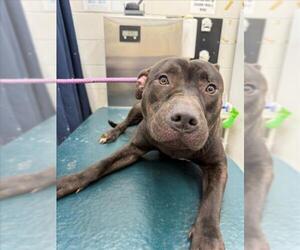 Staffordshire Bull Terrier Dogs for adoption in Mobile, AL, USA