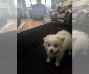 Pomeranian Puppy for Sale in LA PINE, Oregon USA