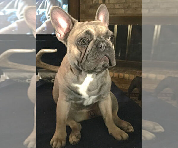 Medium Photo #1 French Bulldog Puppy For Sale in CEDAR HILL, TX, USA