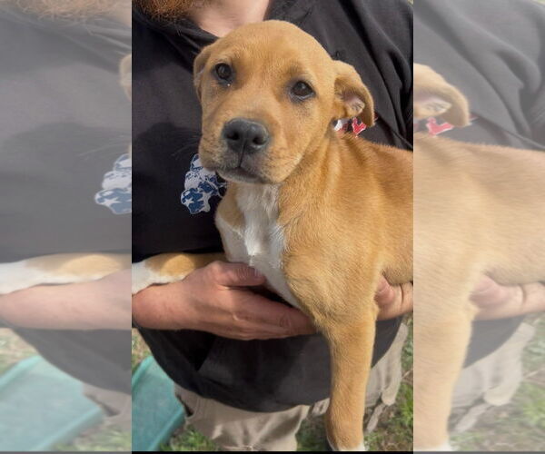 Medium Photo #1 Mutt Puppy For Sale in Holly Springs, NC, USA