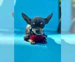 Small #1 Chihuahua
