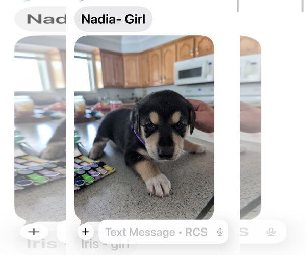 Medium Photo #2 Great Pyrenees-Rottweiler Mix Puppy For Sale in MIDWAY, UT, USA