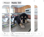 Small #1 Great Pyrenees-Rottweiler Mix