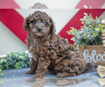 Small Photo #9 Miniature Labradoodle Puppy For Sale in MIDDLEBURY, IN, USA