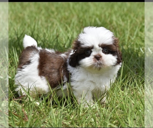 Medium Photo #4 Shih Tzu Puppy For Sale in PALM COAST, FL, USA