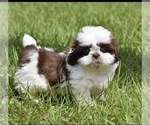 Small #3 Shih Tzu