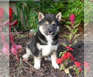 Shiba Inu Puppy for Sale in THREE RIVERS, Michigan USA