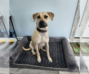 Labrador Retriever-Unknown Mix Dogs for adoption in Fenton, MO, USA
