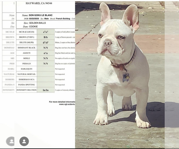 Medium Photo #1 French Bulldog Puppy For Sale in STOCKTON, CA, USA
